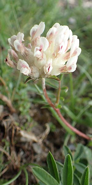 Anthyllis vulneraria subsp. vulnerarioides \ Falscher Wundklee, F Col de la Bonette 8.7.2016