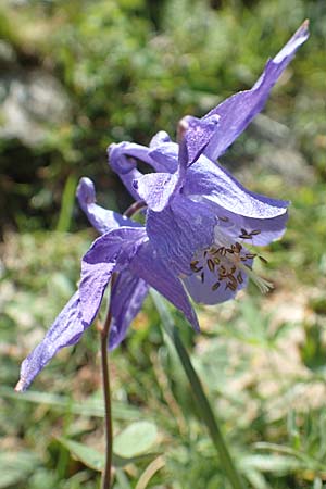 Aquilegia vulgaris \ Gemeine Akelei / Columbine, F Pyrenäen/Pyrenees, Eyne 4.8.2018