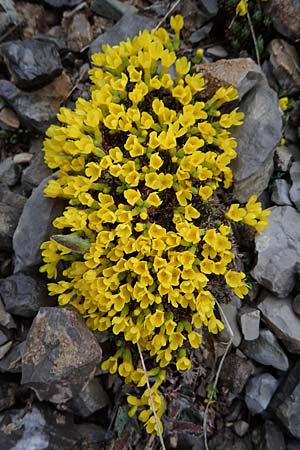 Androsace vitaliana \ Vitals Goldprimel / Vital's Rock Jasmine, F Col de Gleize 29.4.2023