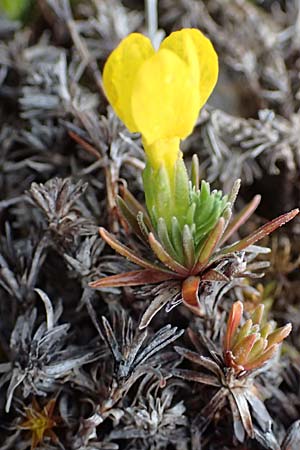Androsace vitaliana \ Vitals Goldprimel / Vital's Rock Jasmine, F Col de Gleize 29.4.2023