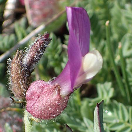 Astragalus vesicarius subsp. vesicarius \ Blasen-Tragant, Aufgeblasener Tragant / Inflated Milk-Vetch, F Caussols 2.5.2023