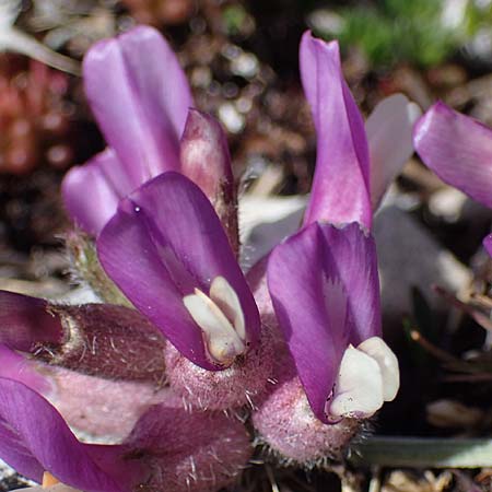 Astragalus vesicarius subsp. vesicarius \ Blasen-Tragant, Aufgeblasener Tragant / Inflated Milk-Vetch, F Caussols 2.5.2023