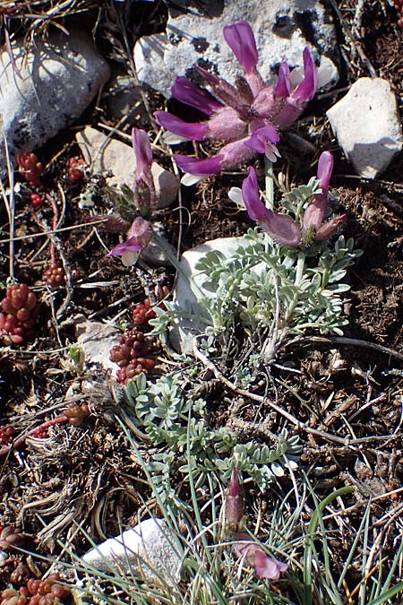 Astragalus vesicarius subsp. vesicarius \ Blasen-Tragant, Aufgeblasener Tragant / Inflated Milk-Vetch, F Caussols 2.5.2023