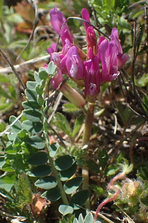 Astragalus monspessulanus \ Franzsischer Tragant / Montpellier Milk-Vetch, F Col de Homme Mort 3.5.2023