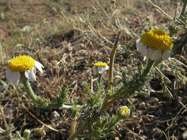 Anacyclus clavatus \ Keulen-Bertram / White Buttons, F Dept. Gard, Remoulins 7.6.2006
