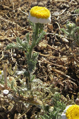 Anacyclus clavatus \ Keulen-Bertram / White Buttons, F Dept. Gard, Remoulins 7.6.2006