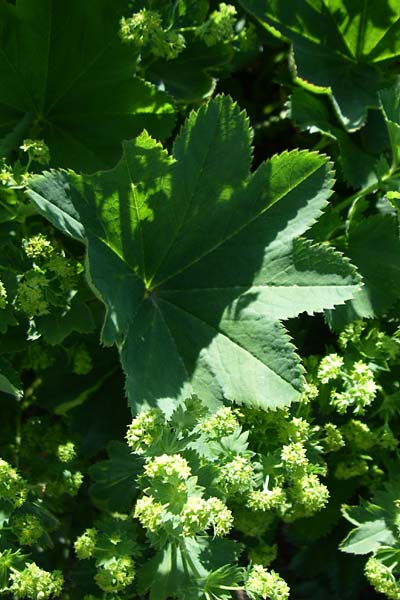 Alchemilla xanthochlora \ Gelbgrner Frauenmantel / Intermediate Lady's Mantle, F Col de Lautaret Botan. Gar. 28.6.2008