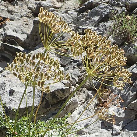 Laserpitium gallicum \ Franzsisches Laserkraut / French Sermountain, F Pyrenäen/Pyrenees, Gorges de Galamus 23.7.2018