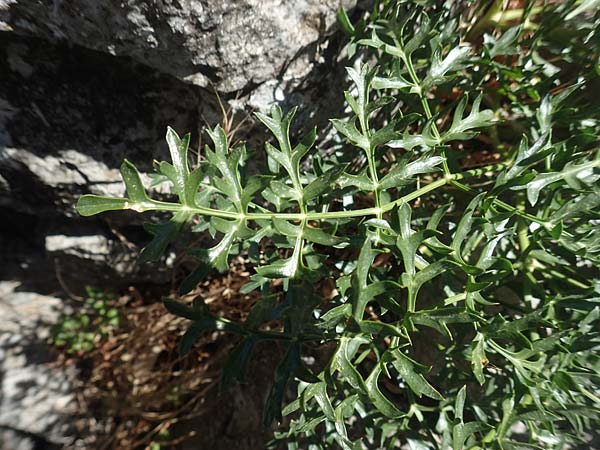 Laserpitium gallicum \ Franzsisches Laserkraut / French Sermountain, F Pyrenäen/Pyrenees, Gorges de Galamus 23.7.2018