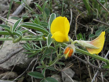 Argyrolobium zanonii \ Silberklee, Silberh�lse / Silverleaf, F Causse du Larzac 15.5.2007