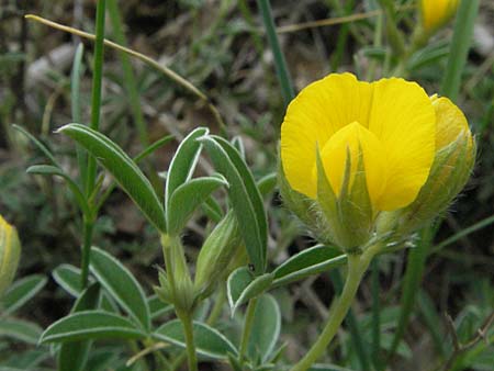 Argyrolobium zanonii \ Silberklee, Silberh�lse / Silverleaf, F Causse du Larzac 15.5.2007