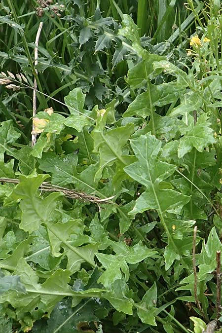Sisymbrium austriacum \ sterreicher Rauke / Austrian Rocket, F Barcelonnette 8.7.2016