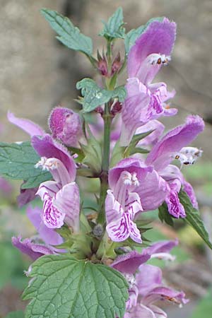 Lamium maculatum \ Gefleckte Taubnessel / Spotted Dead-Nettle, F Col de la Cayolle 9.7.2016
