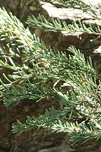 Rhamnus lycioides subsp. lycioides ? \ Bocksdornartiger Kreuzdorn / Mediterranean Buckthorn, Black Hawthorn, F Pyren&auml;en/Pyrenees, Caranca - Schlucht / Gorge 30.7.2018