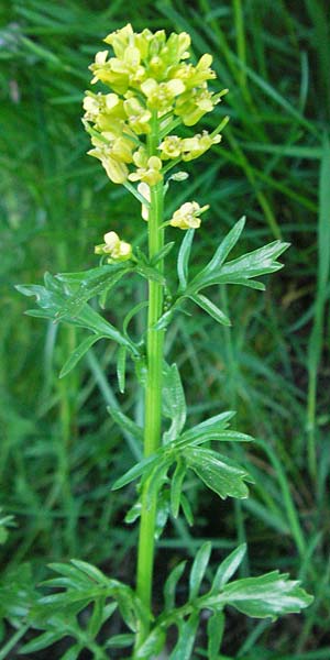 Barbarea verna \ Fr�hlings-Barbarakraut / Spring Winter Cress, F Mont Aigoual 8.6.2006
