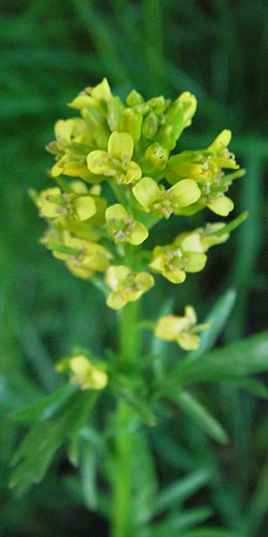 Barbarea verna \ Fr�hlings-Barbarakraut / Spring Winter Cress, F Mont Aigoual 8.6.2006