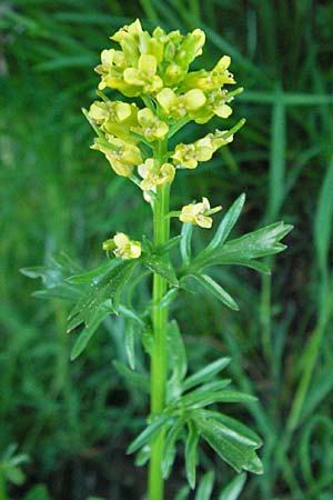 Barbarea verna \ Fr�hlings-Barbarakraut / Spring Winter Cress, F Mont Aigoual 8.6.2006