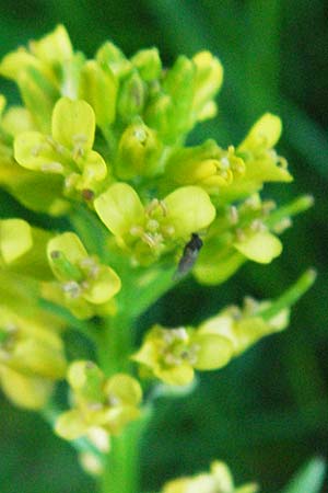 Barbarea verna \ Fr�hlings-Barbarakraut / Spring Winter Cress, F Mont Aigoual 8.6.2006