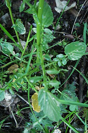 Barbarea verna \ Fr�hlings-Barbarakraut / Spring Winter Cress, F Mont Aigoual 8.6.2006