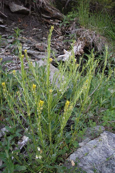 Barbarea verna \ Fr�hlings-Barbarakraut / Spring Winter Cress, F Mont Aigoual 8.6.2006