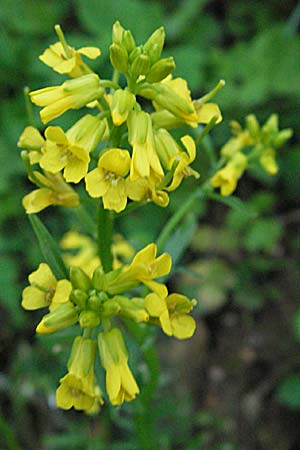 Barbarea intermedia \ Mittleres Barbarakraut / Medium-Flowered Winter Cress, F Causse du Larzac 14.5.2007