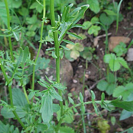 Barbarea intermedia \ Mittleres Barbarakraut / Medium-Flowered Winter Cress, F Causse du Larzac 14.5.2007