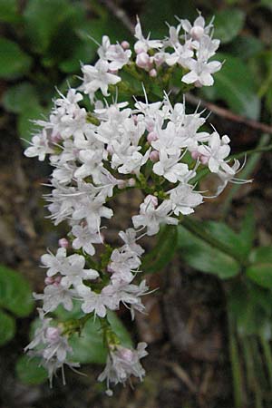 Valeriana montana \ Berg-Baldrian / Mountain Valerian, F Col de Menèe 17.5.2007