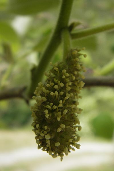 Morus rubra \ Roter Maulbeerbaum / Red Mulberry, F Saint Veran (Dourbie) 30.5.2009