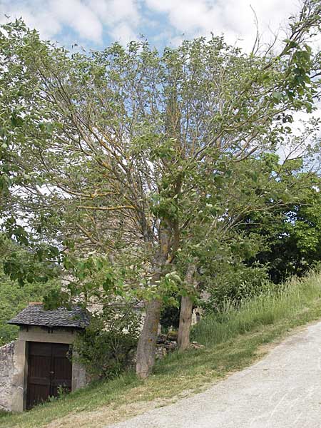 Morus rubra \ Roter Maulbeerbaum / Red Mulberry, F Saint Veran (Dourbie) 30.5.2009