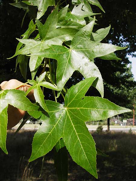 Liquidambar styraciflua \ Amber-Baum / Sweet Gum Tree, F Labouheyre 18.8.2012