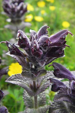 Bartsia alpina \ Alpenhelm / Velvetbells, F Col de la Bonette 8.7.2016