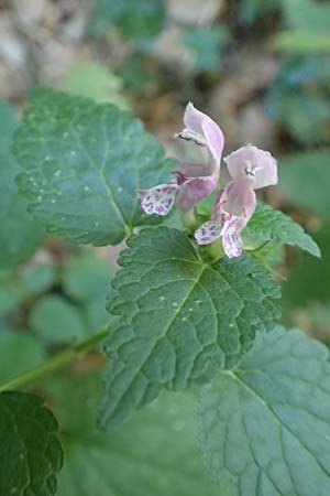 Lamium maculatum \ Gefleckte Taubnessel / Spotted Dead-Nettle, F Pyrenäen/Pyrenees, Caranca - Schlucht / Gorge 30.7.2018