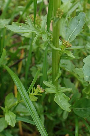 Barbarea vulgaris \ Gewhnliches Barbarakraut / Winter Cress, F Dijon 28.4.2023