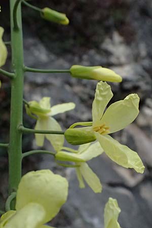 Brassica oleracea subsp. acephala \ Gem&uuml;se-Kohl / Cale, F Grasse 15.3.2024