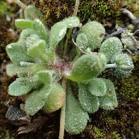 Bellis annua \ Einjhriges Gnseblmchen / Annual Daisy, F Martigues 17.3.2024