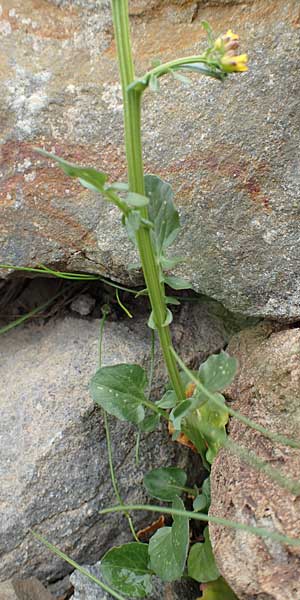 Barbarea bracteosa \ Deckblatt-Barbarakraut / Bracteous Winter Cress, F Col de la Bonette 8.7.2016