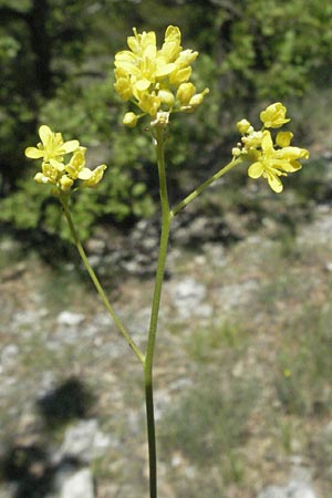 Biscutella coronopifolia \ Krhenfublttriges Brillenschtchen / Coronopus-Leaved Buckler Mustard, F Rochefort-en-Valdaine 10.6.2006