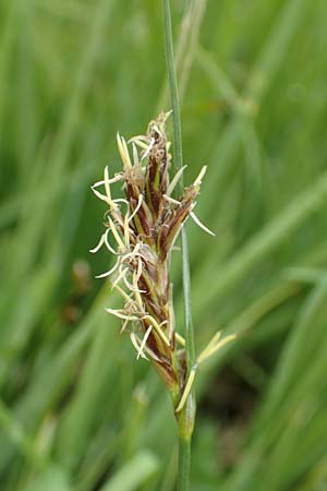 Blysmus compressus \ Platthalm-Quellried, Zusammengedrckte Quellbinse / Flat-Sedge, F Col de la Bonette 8.7.2016