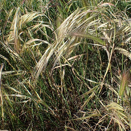 Bromus diandrus \ Gro��hrige Trespe / Great Brome, F Camargue,  Salin-de-Giraud 3.5.2023