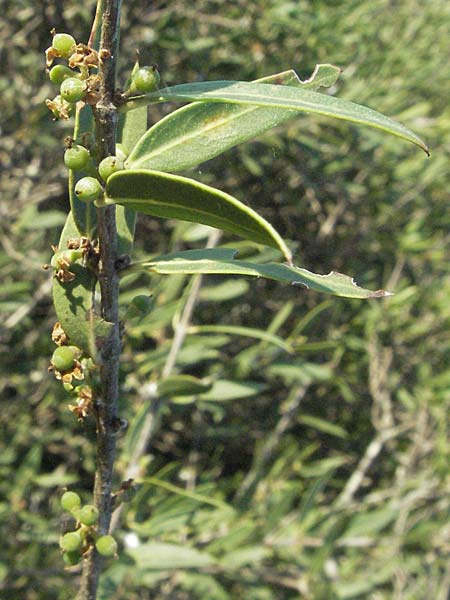 Phillyrea angustifolia \ Schmalblttrige Steinlinde / Narrow-Leaved Phillyrea, F Maures, Bois de Rouquan 12.5.2007