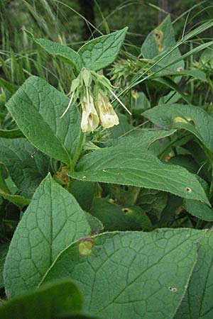 Symphytum tuberosum subsp. tuberosum \ Knotiger Beinwell / Tuberous Comfrey, F Causse du Larzac 16.5.2007