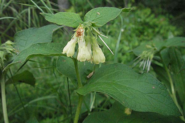 Symphytum tuberosum subsp. tuberosum \ Knotiger Beinwell / Tuberous Comfrey, F Causse du Larzac 16.5.2007