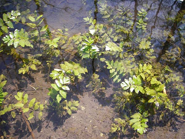 Berula erecta \ Aufrechte Bach-Berle, Aufrechter Merk / Lesser Water Parsnip, F Mussig 18.4.2015