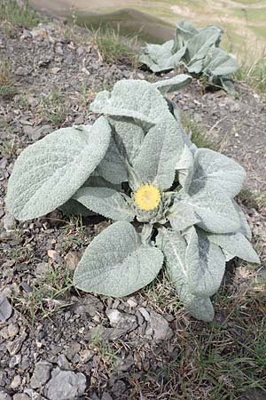 Berardia lanuginosa \ Berardie / Berardia, F Col de la Bonette 8.7.2016