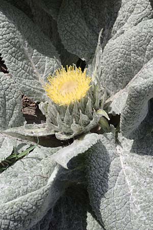 Berardia lanuginosa \ Berardie / Berardia, F Col de la Bonette 8.7.2016