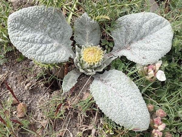 Berardia lanuginosa \ Berardie / Berardia, F Col de la Bonette 8.7.2016