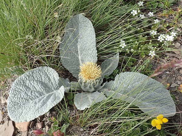 Berardia lanuginosa \ Berardie / Berardia, F Col de la Bonette 8.7.2016