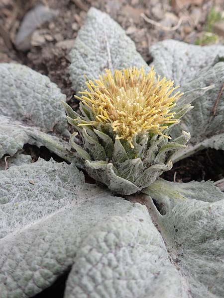 Berardia lanuginosa \ Berardie / Berardia, F Col de la Bonette 8.7.2016