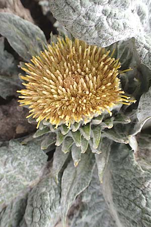 Berardia lanuginosa \ Berardie / Berardia, F Col de la Bonette 8.7.2016
