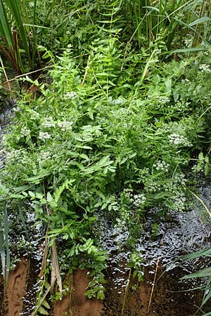 Berula erecta \ Aufrechte Bach-Berle, Aufrechter Merk / Lesser Water Parsnip, F Sturzelbronn 27.7.2017